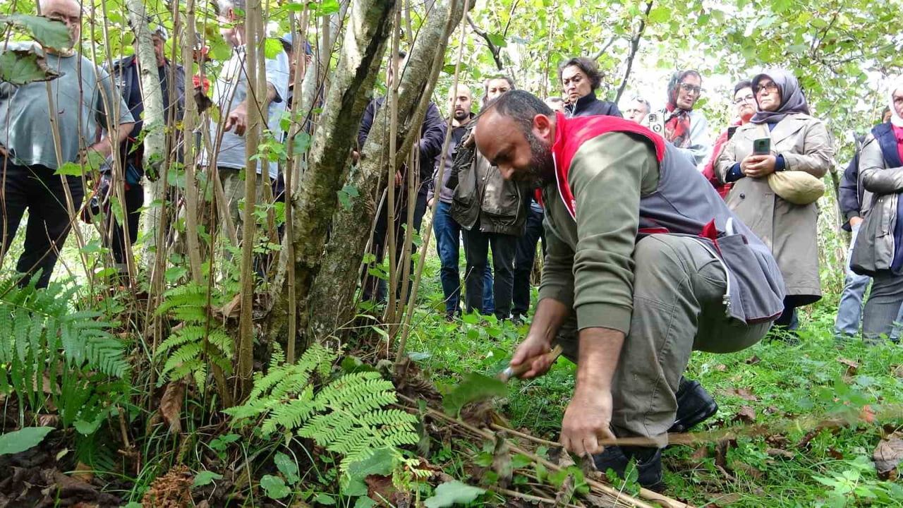 GİRESUN'DA FINDIKTA VERİM VE KALİTEYİ ARTIRMAK AMACIYLA BAHÇEDE UYGULAMALI BUDAMA EĞİTİMİ...