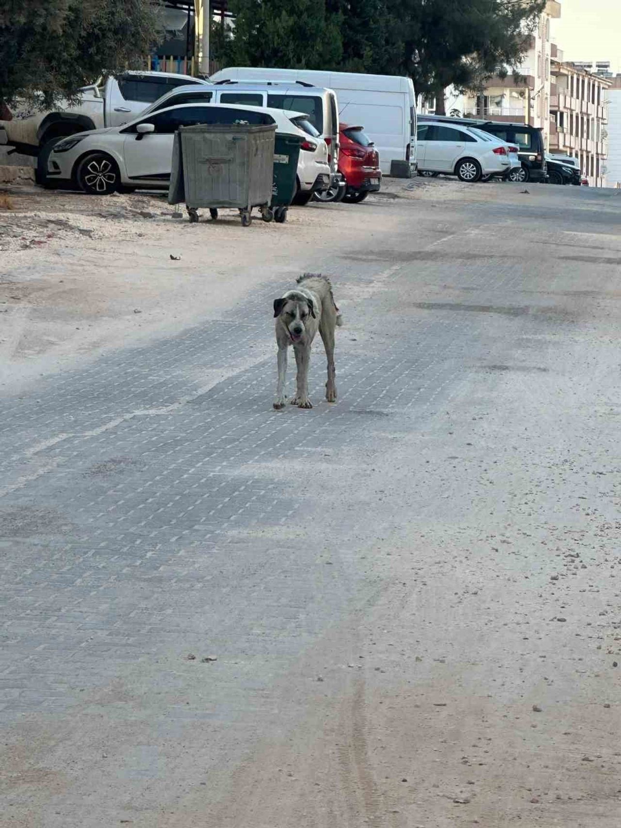 HALFETİ’DE SAHİPSİZ KÖPEĞİN SALDIRDIĞI ÇOCUK YARALANDI