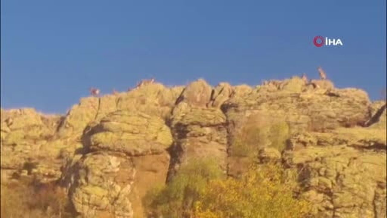Malatya'da yaban keçileri görüntülendi