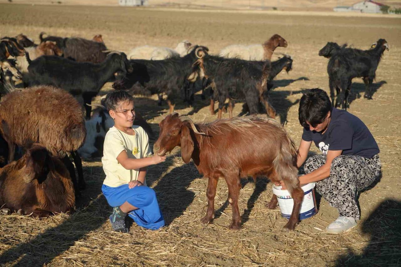 ANTRENMANLARININ YANI SIRA AİLESİNE DE DESTEK OLAN ÇELİK KOYUNLARI SAĞIYOR, HAYVANLARIN BAKIMINI...