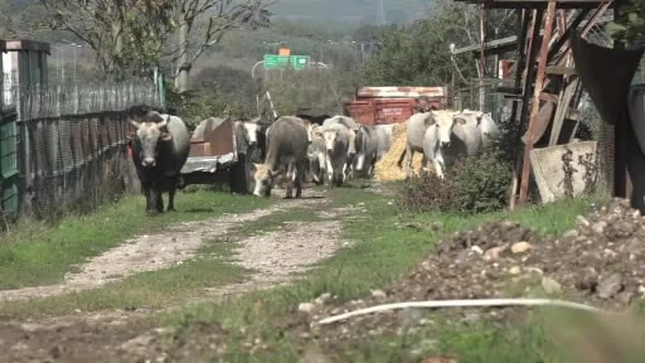 Yerli sığır hem et üretecek hem ormanı koruyacak