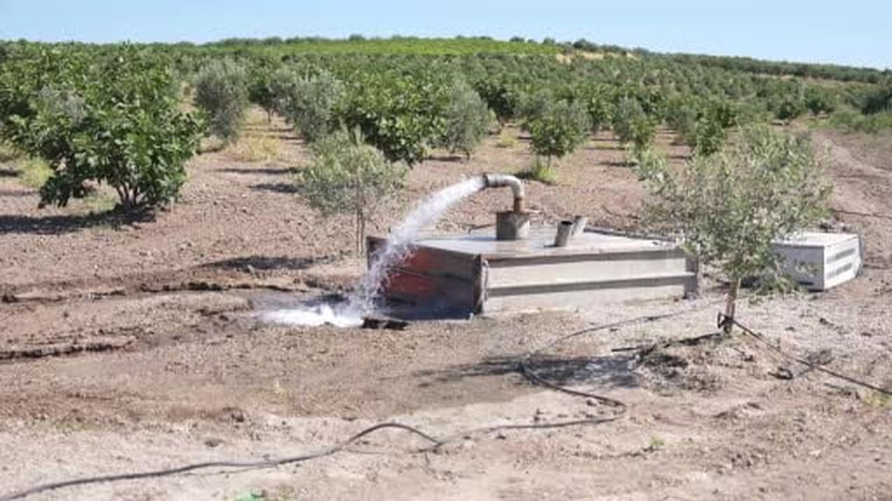 Üzüm ve zeytin için hayati sondaj