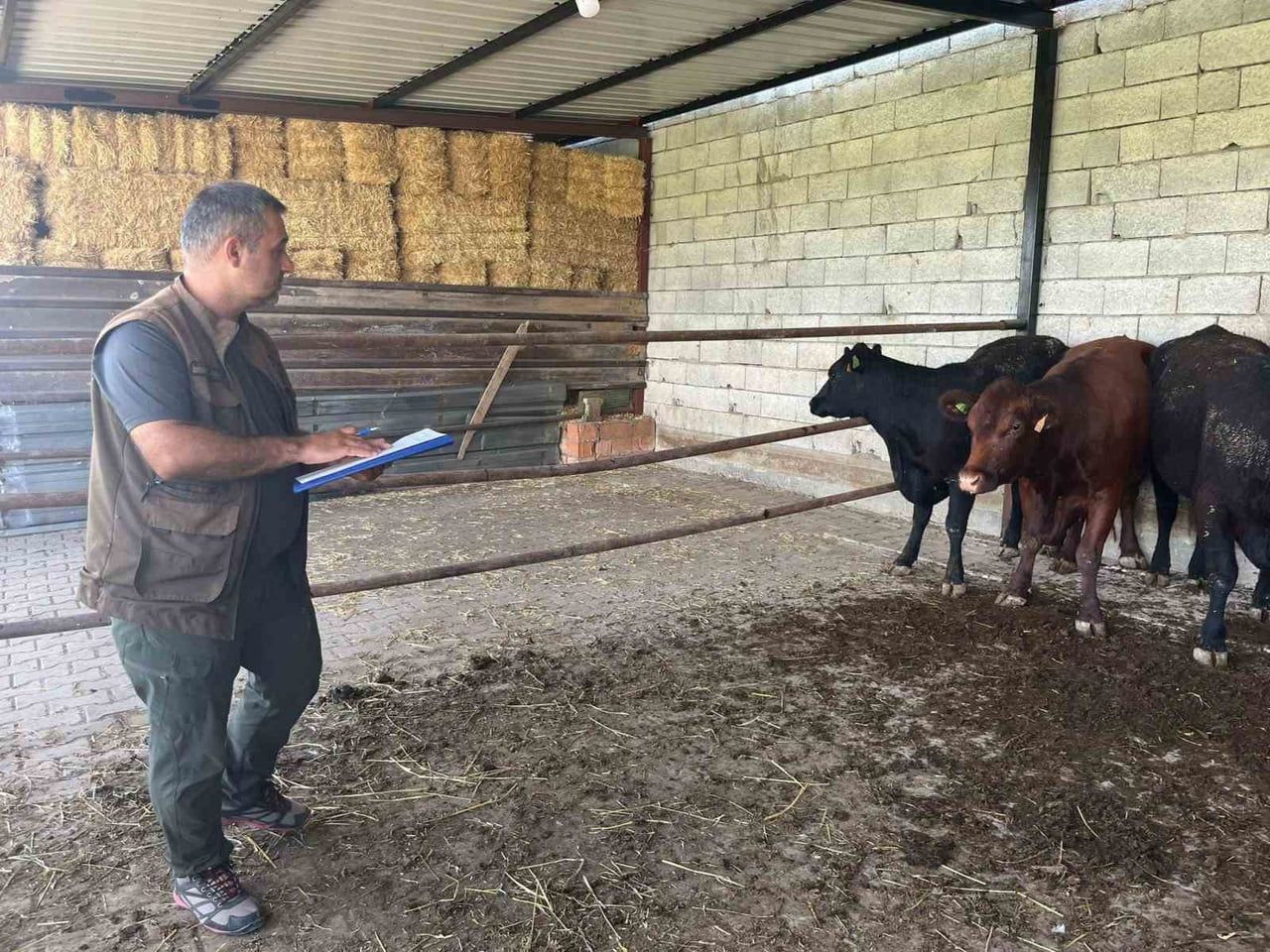 AFYONKARAHİSAR TARIM VE ORMAN İL MÜDÜRLÜĞÜ BÜNYESİNDE DEVAM EDEN 'KIRSALDA BEREKET BÜYÜKBAŞA...