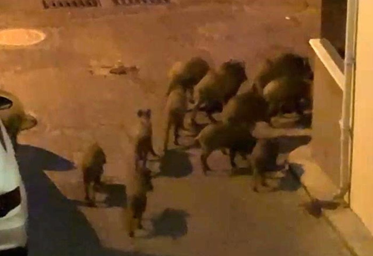 KUŞADASI'NDA YABAN DOMUZU SÜRÜSÜ MAHALLE ARASINDA GÖRÜNTÜLENDİ