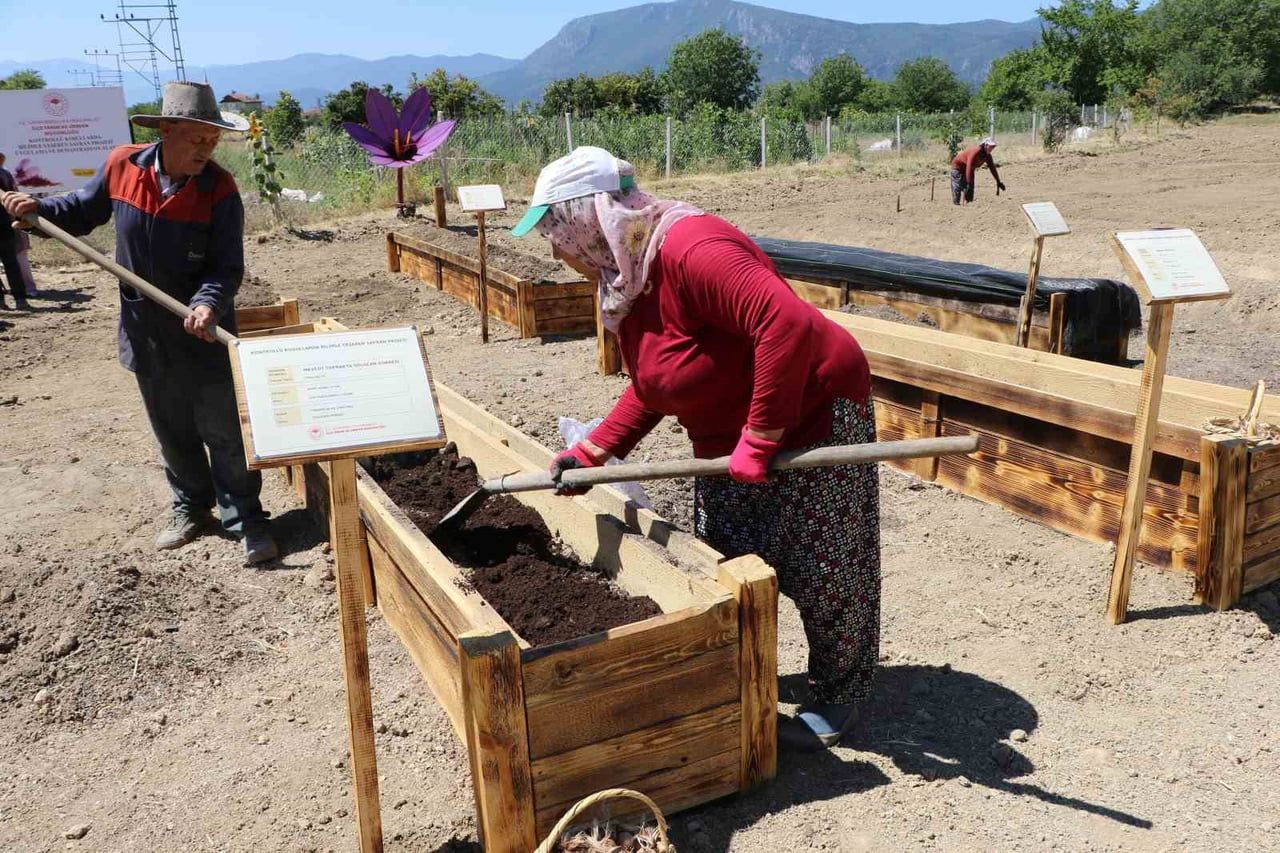 "DÜNYANIN EN PAHALI BAHARATI" OLARAK BİLİNEN SAFRANBOLU SAFRANIN TOPRAK ALTI ZARARLILARDAN...