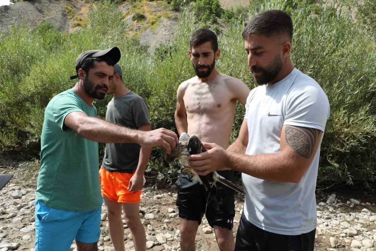 TUNCELİ’NİN PÜLÜMÜR İLÇESİNDE YÜZEN ÜÇ KİŞİ, UÇARKEN AĞACA ÇARPIP SUYA DÜŞEN KIZIL ŞAHİNİ...
