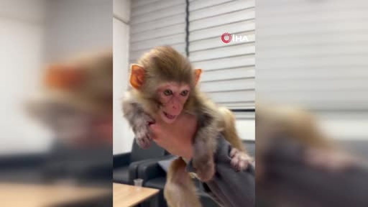 Baskında yakalanan sevimli maymun böyle görüntülendi