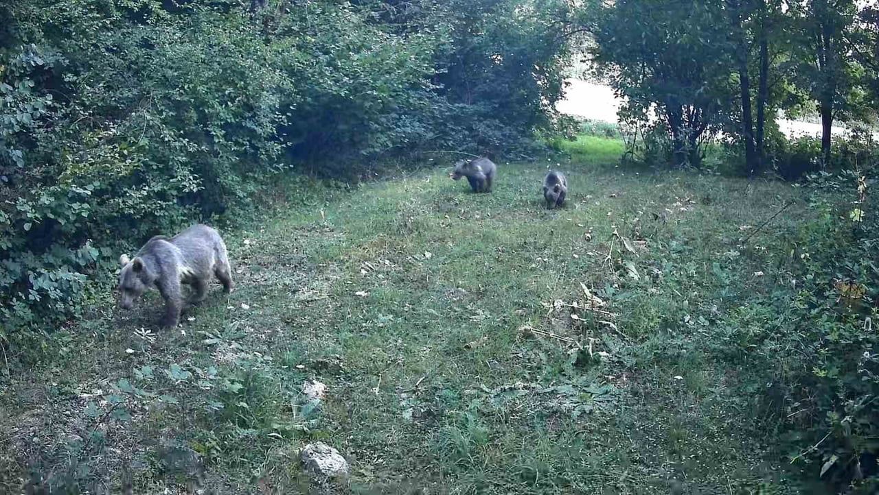 BOLU’DA DOĞASEVER İSMAİL ACAR’IN ORMANLIK ALANLARA YERLEŞTİRDİĞİ FOTOKAPANLAR, YAKLAŞIK 3 AY...