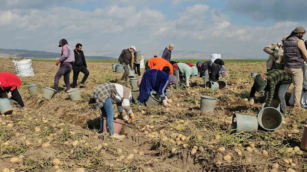 BİTLİS’İN ADİLCEVAZ İLÇESİNDE PATATES HASADIYLA BİRLİKTE TARLALARDA YOĞUN MESAİ...