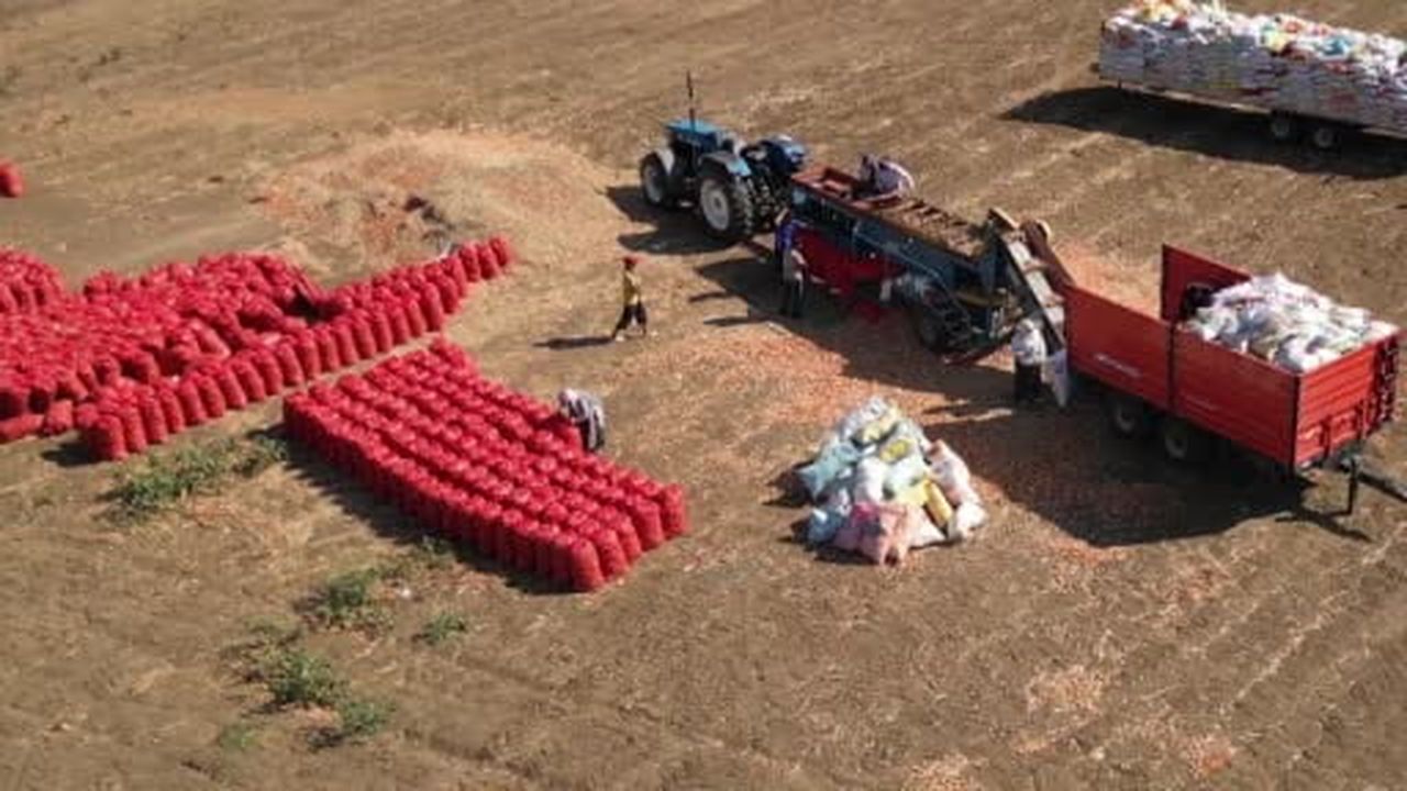 Bu soğan başka soğan: 3 yılda sofraya geliyor, 4 gözlü bereket