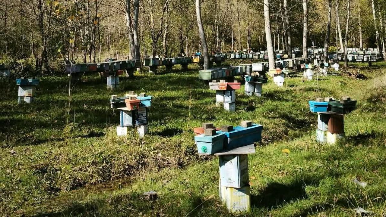 BARTIN'DA ARILI KOVAN DESTEKLEME BAŞVURULARI 30 EKİM'DE SONA ERİYOR.