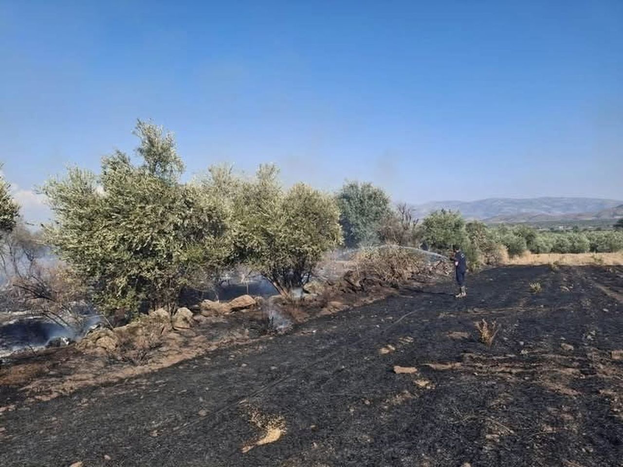 HASSA’DA ZEYTİNLİK ALAN VE ANIZLARDA ÇIKAN YANGIN EKİPLERİN MÜDAHALESİYLE KONTROL ALTINA...