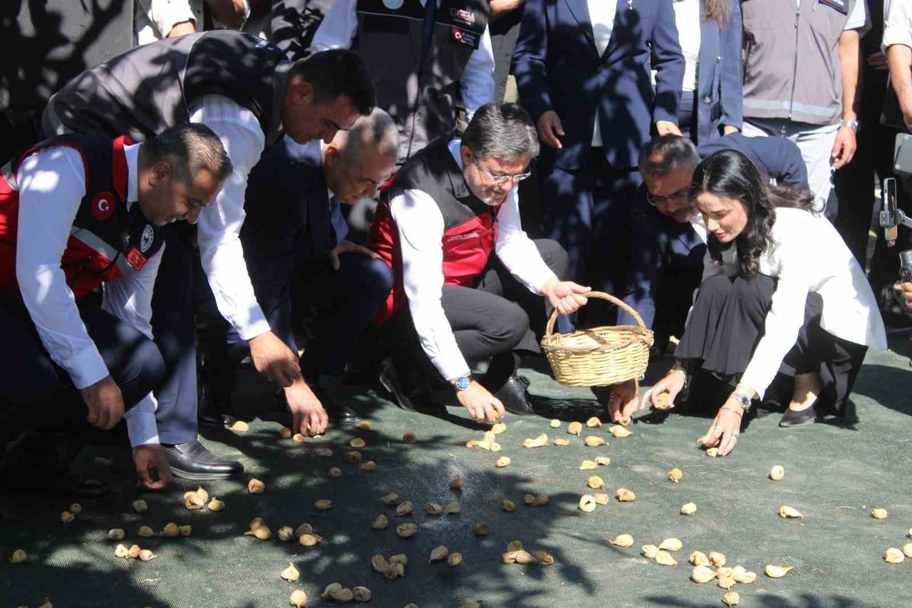 BAKAN YUMAKLI, ÜRETİM SÜRECİNİ YERİNDE İNCELEYEREK İNCİR HASADINA KATILDI.