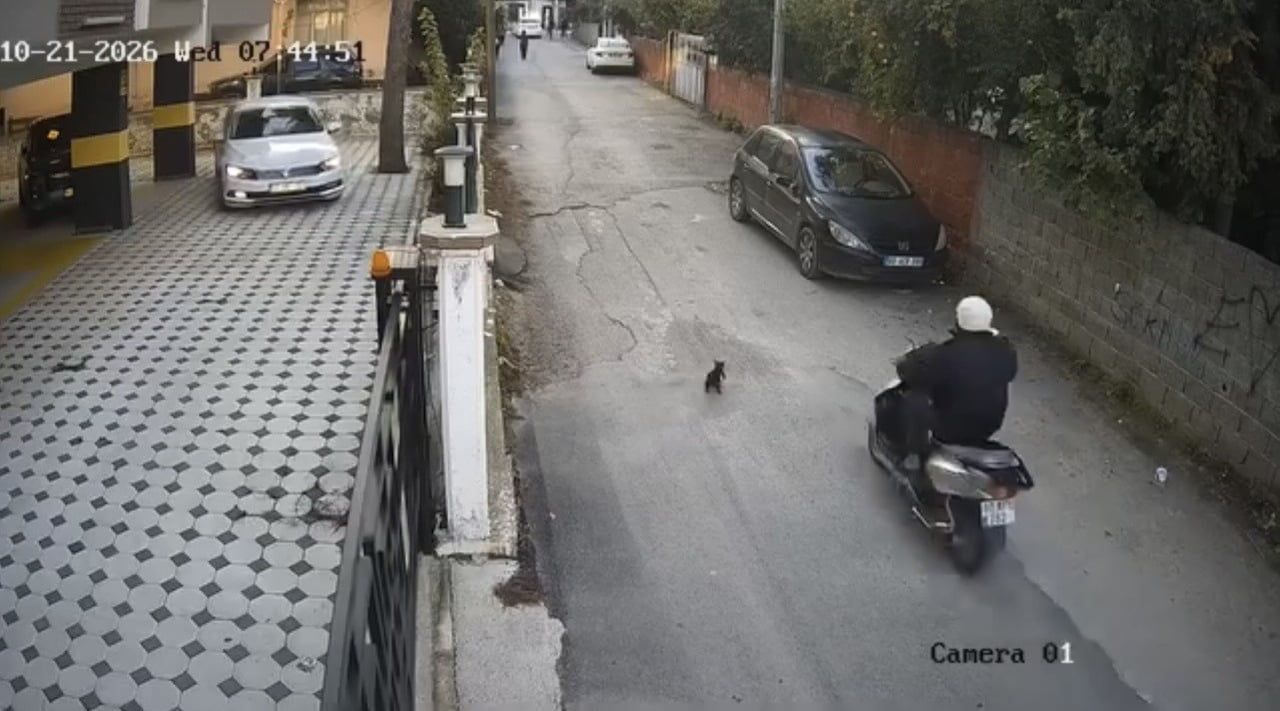 OSMANİYE’DE MOTOSİKLETİN ÇARPTIĞI KEDİ ÖLDÜ. OLAY, BİR APARTMANIN GÜVENLİK KAMERASINA...