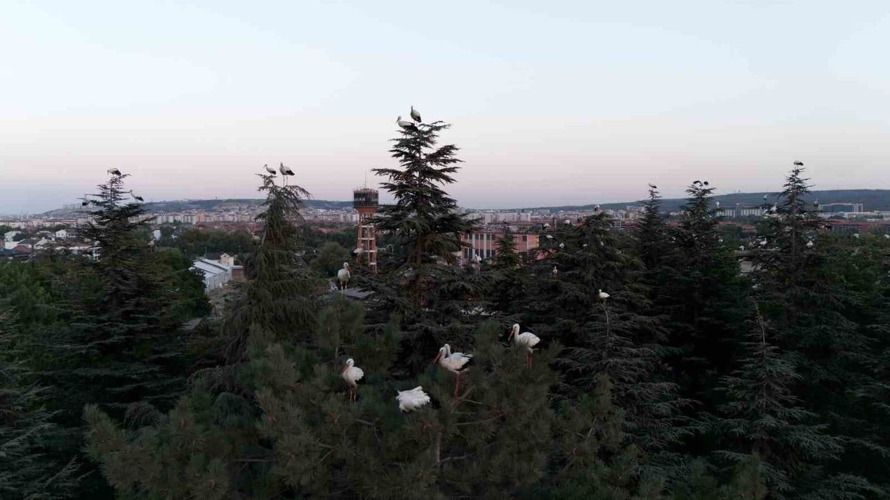 GÖÇ YOLCULUĞUNA ESKİŞEHİR'DE MOLA VEREN LEYLEKLERİN HAVADAN DRON İLE GÖRÜNTÜSÜ HOŞ MANZARALAR...