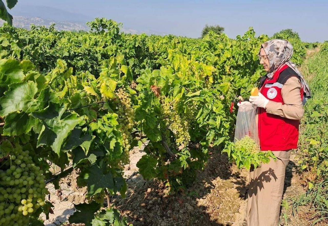 MANİSA’NIN SALİHLİ İLÇESİNDEKİ TARIM VE ORMAN MÜDÜRLÜĞÜ, BAĞ SALKIM GÜVESİ’NİN 3. NESİL...