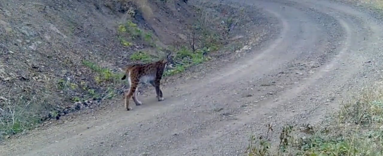ÇANKIRI’DA DOĞAYA YERLEŞTİRİLEN FOTOKAPAN KAMERALAR, NESLİ TÜKENME TEHLİKESİ ALTINDAKİ VAŞAĞI...