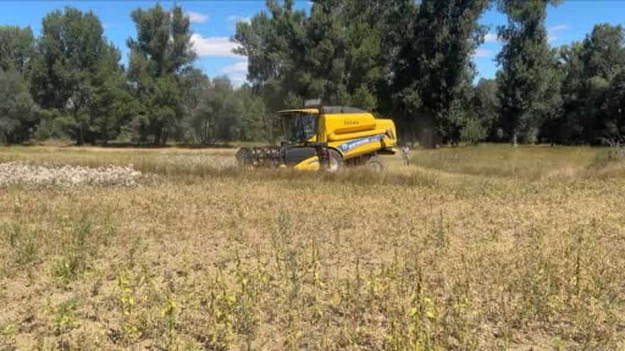 Yozgat'ta nohut hasadı devam ediyor, beklenti 57 bin ton