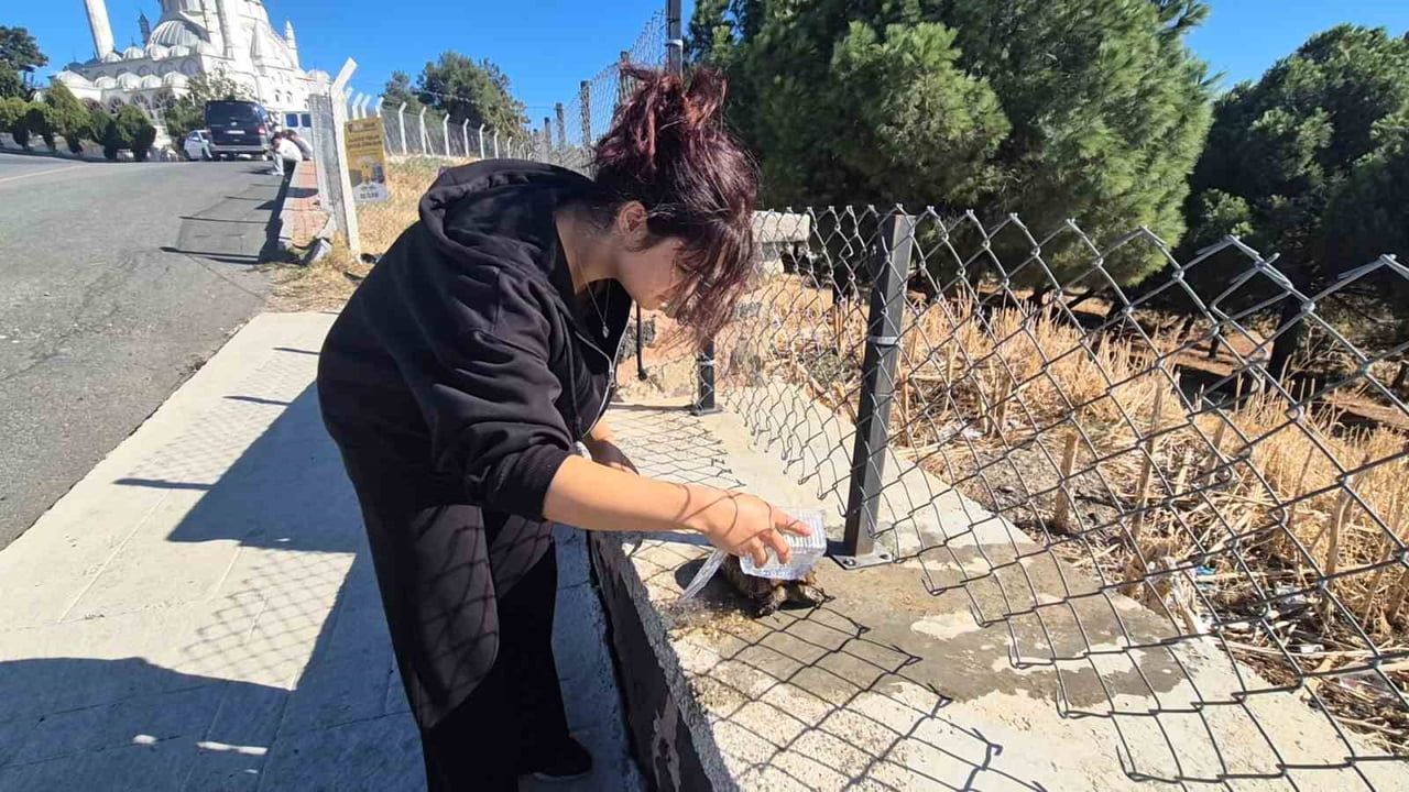 YANGINDAN ETKİLENEN KAPLUMBAĞAYA DUYARLI BİR VATANDAŞ SAHİP ÇIKARAK ÜZERİNE SU DÖKTÜ VE GÖLGELİK...
