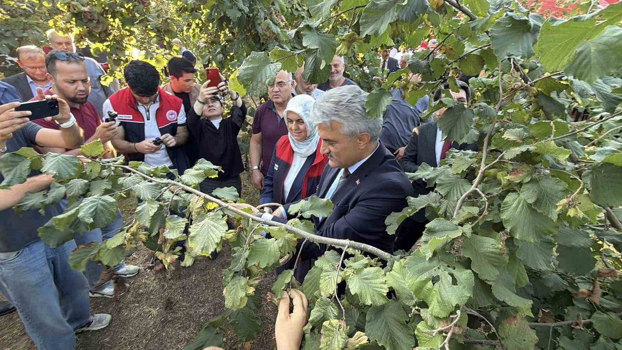 DÜZCE VALİSİ MEHMET MAKAS'IN FINDIK TOPLAMASI