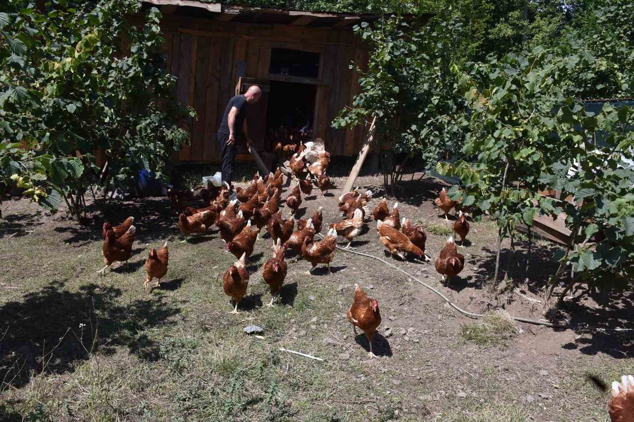 KENTTEKİ DÜKKANINI KAPATARAK KÖYÜNDE TAVUKÇULUĞA BAŞLAYAN FAZI ARISOY, ÇEVRESİNDEKİLERİN TALEBİ...