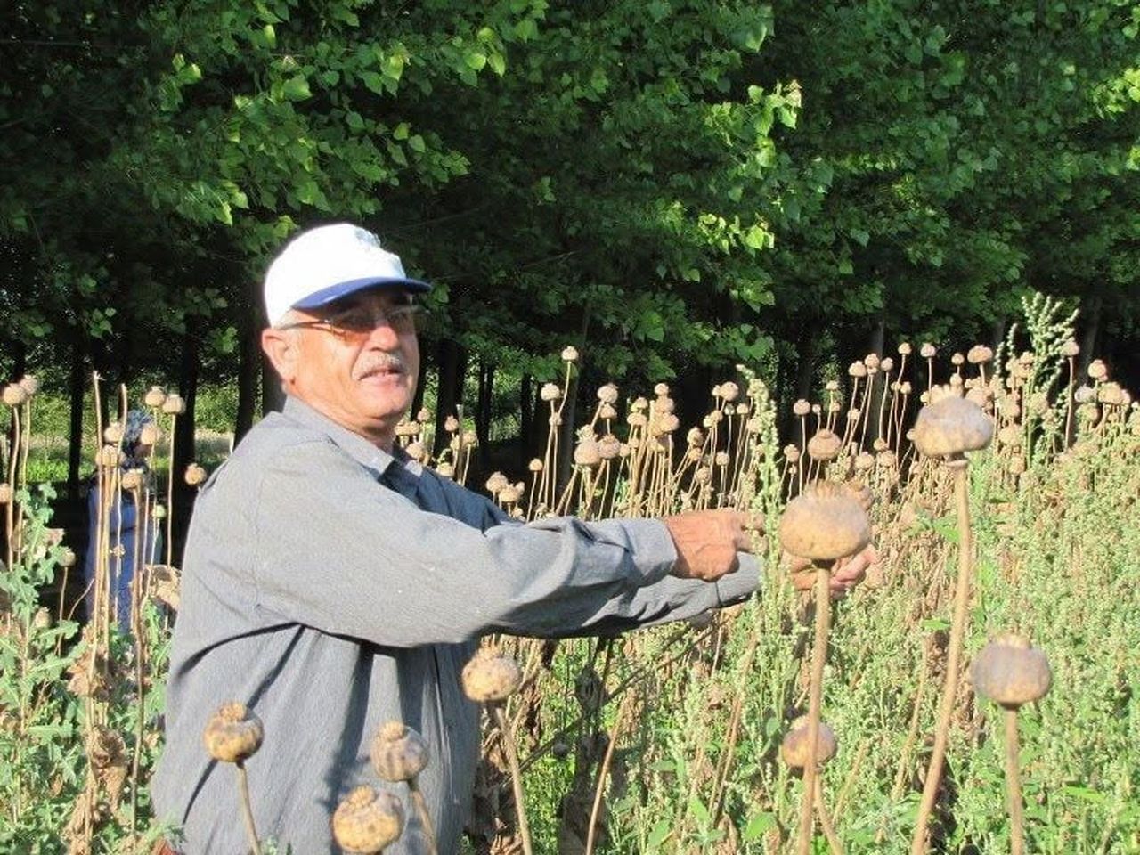 ÜRETİCİLERDEN HAŞHAŞ TOHUMU ALIM YAPILACAK