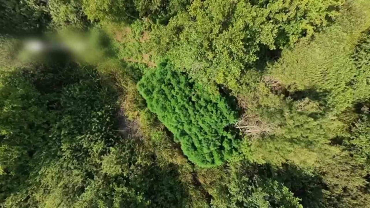 SAKARYA’NIN KARASU İLÇESİNDE JANDARMA EKİPLERİNCE DÜZENLENEN OPERASYONDA, TARLADA EKİLİ HALDE...