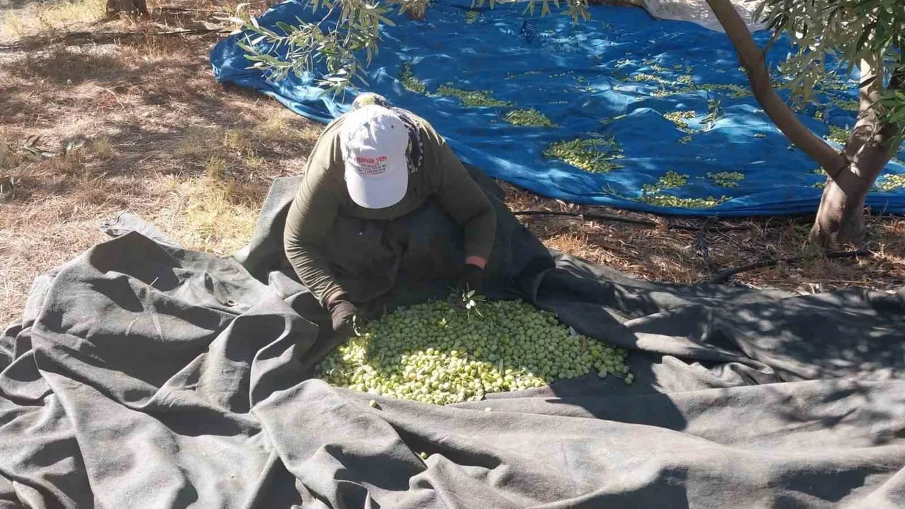 MUT İLÇESİNDE ZEYTİN HASADI BAŞLARKEN, BU YIL 269 BİN DEKAR ALANDA, TAHMİNİ 300 BİN TON ZEYTİN VE...