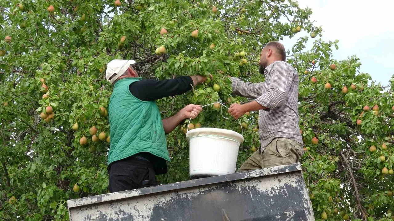 MALATYA'DA COĞRAFİ İŞARET TESCİLLİ AKÇADAĞ ARMUDUNDA HASAT BAŞLADI