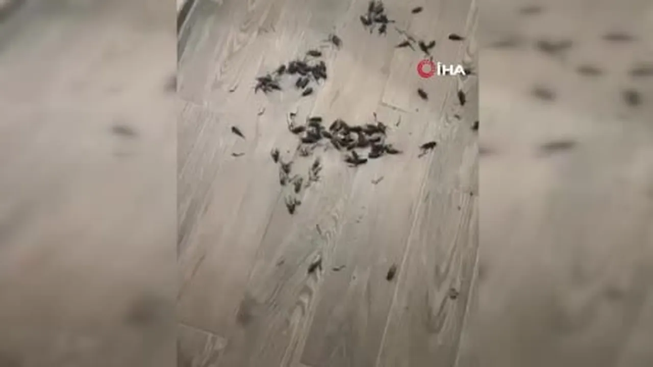 Adana'da cırcır böceği sesleri vatandaşları uyutmuyor
