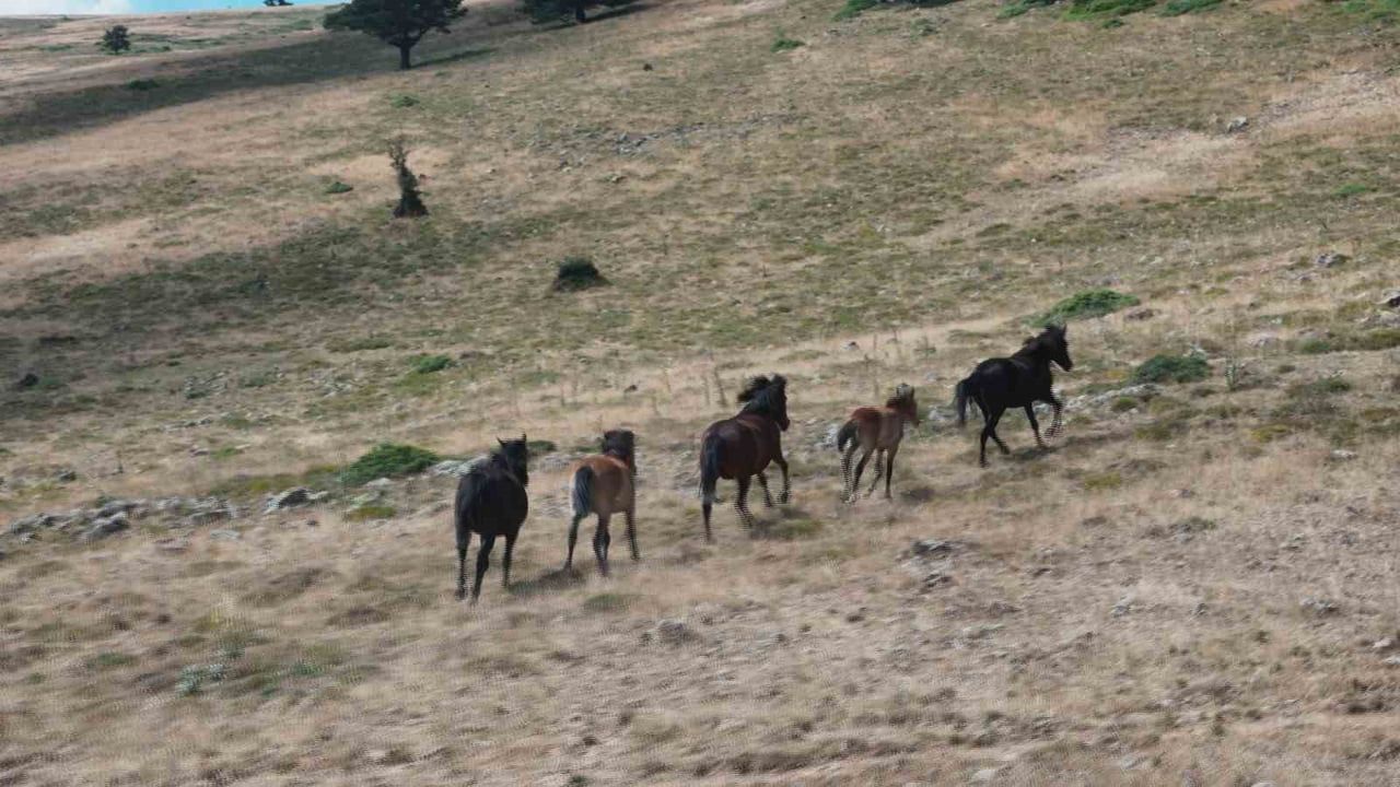 ANKARA’DA YABAN HAYATININ SİMGELERİNDE OLAN YILKI ATLARI, KIZILCAHAMAM İLÇESİNDEKİ DOĞAL YAŞAM...