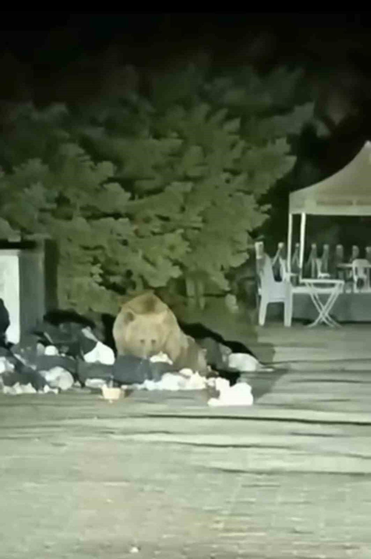 ULUDAĞ’DA AÇ KALAN AYI ÇÖP KONTEYNERİNDE YEMEK ARADI