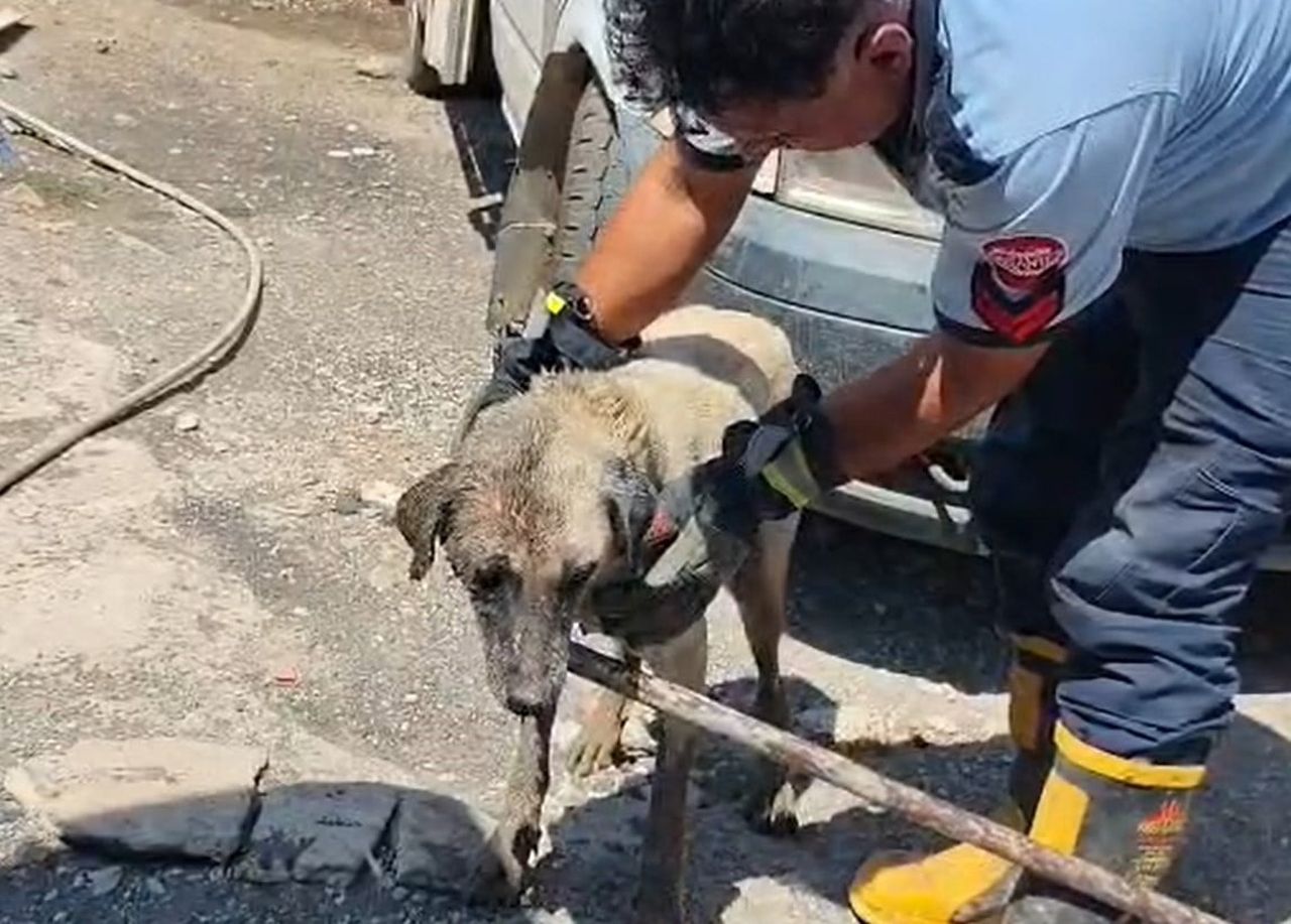 İSLAHİYE İLÇESİNDE DOĞUM YAPAN BİR KÖPEK VE YAVRULARI, SIKIŞTIKLARI KONTEYNERİN ALTINDAN İTFAİYE...