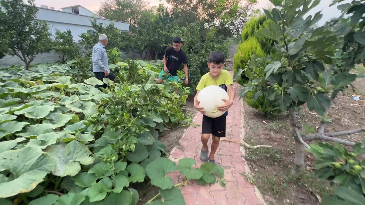 HOBİ AMAÇLI EKTİĞİ 3 KÖK KABAKTAN 1 TONUN ÜZERİNDE ÜRÜN ALDI