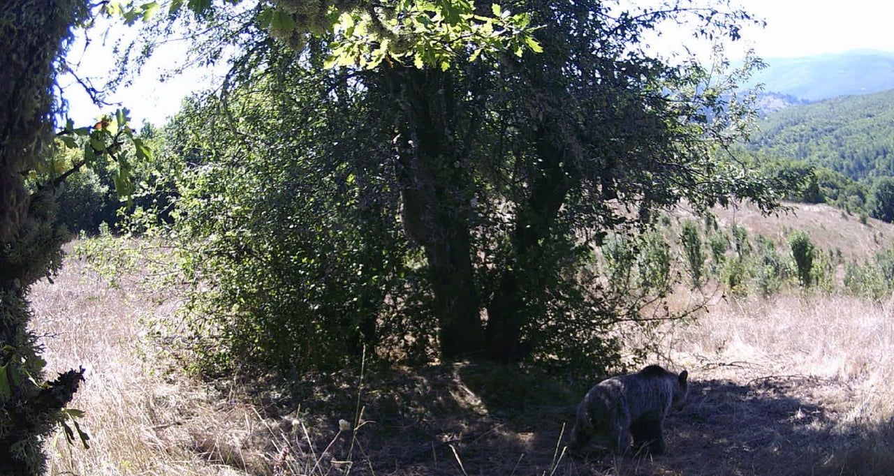 KASTAMONU’NUN AZDAVAY İLÇESİNDE İKİ AYI, ARMUT AĞACINA ÇIKARAK KARINLARINI DOYURDU. AYILARIN ARMUT...