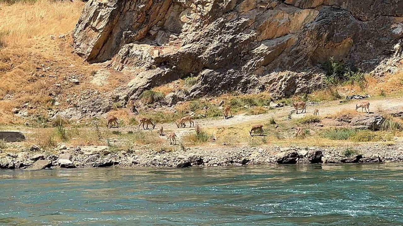 ELAZIĞ’IN KARAKOÇAN İLÇESİNDE BULUNAN PERİ ÇAYI KENARINDA DAĞ KEÇİLERİ SÜRÜ HALİNDE...