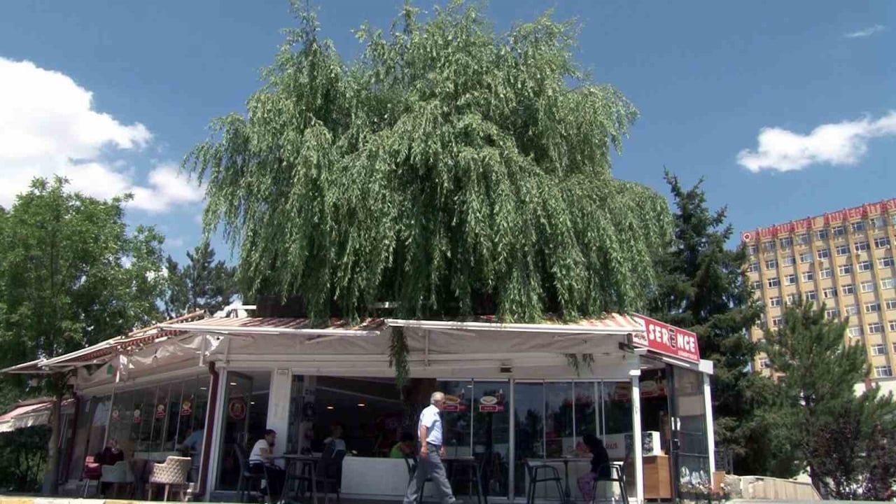 SİVAS'TA BİR KAFENİN ORTASINDAN YÜKSELEREK ÇATIYI AŞAN SALKIM SÖĞÜT AĞACI, İŞLETMEYE KATTIĞI DOĞAL...