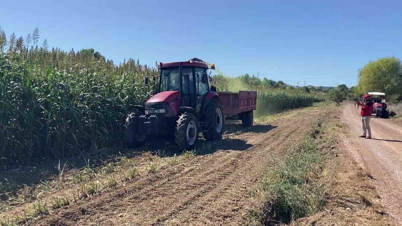 KOCAELİ’NİN KÖRFEZ İLÇESİNDE PİLOT OLARAK UYGULANAN SORGUM-SUDAN OTU PROJESİ, YÜKSEK VERİMİYLE...