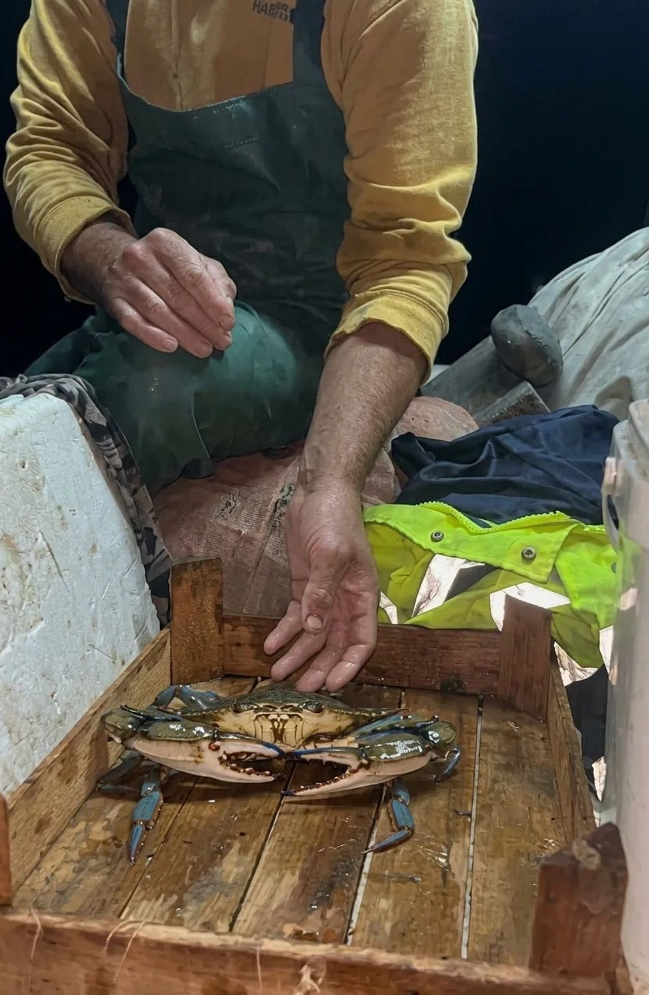 SİNOP’UN AYANCIK İLÇESİNDE PALAMUT AVINA ÇIKAN BİR BALIKÇININ AĞINA, KARADENİZ’DE NADİR GÖRÜLEN...