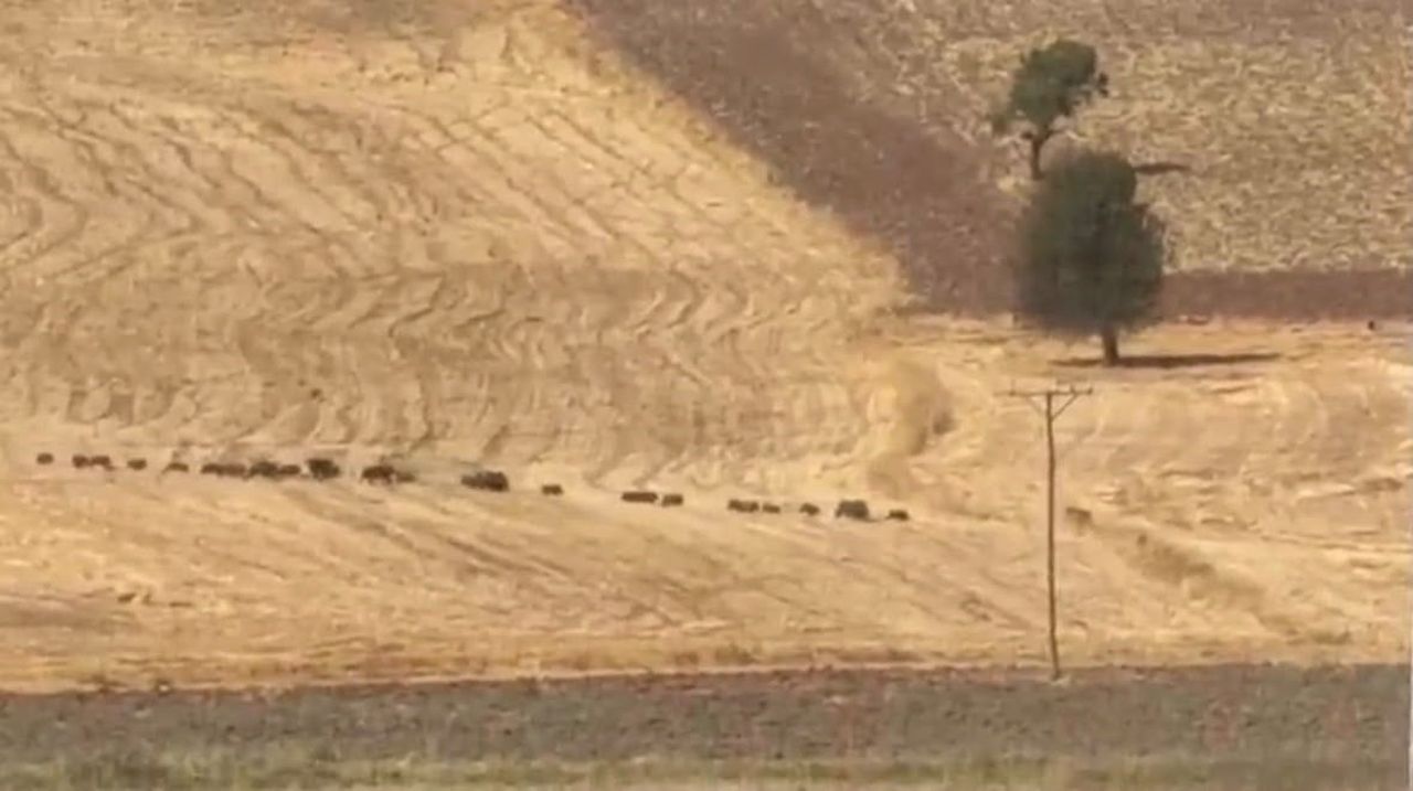ÇEMİŞGEZEK İLÇESİNDE YOL KENARINDA İLERLEYEN DOMUZ SÜRÜSÜ GÖRÜNTÜLENDİ.