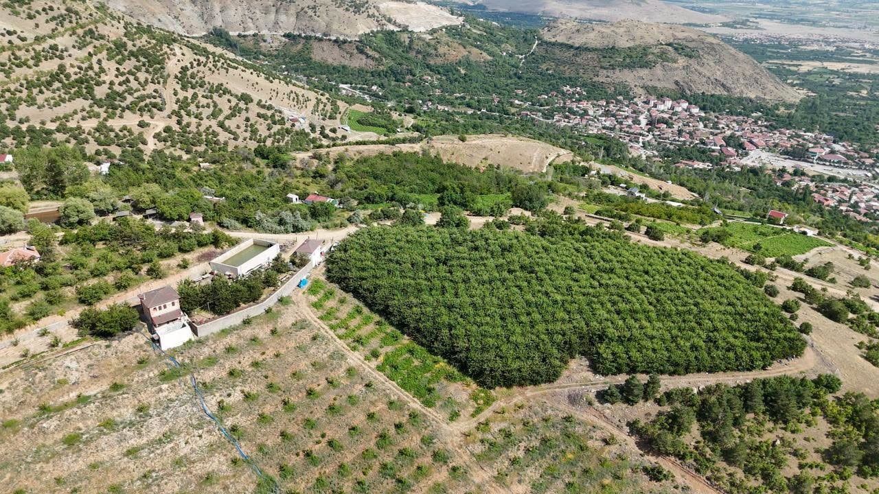 ERZİNCAN'IN YÜKSEK RAKIMLI KİRAZ BAHÇESİNDE HASAT MESAİSİ