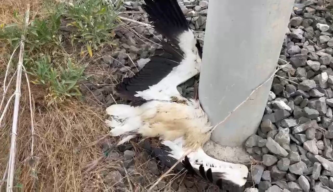 KÜTAHYA VEFA MAHALLESİ'NDE TREN YOLU ÇEVRESİNDE BULUNAN BÖLGEDE ÇOK SAYIDA LEYLEĞİN TELEF OLDUĞU...
