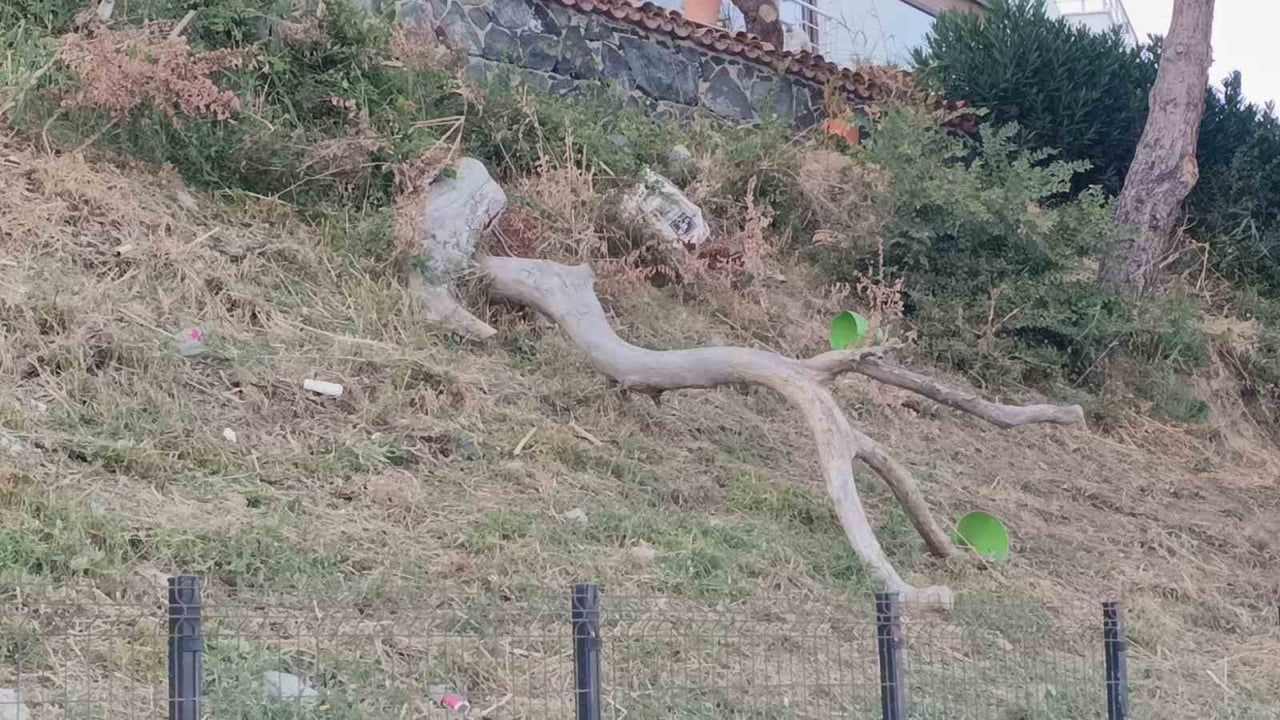 TEKİRDAĞ’DA POYRAZ ETKİSİNİ ARTTIRDI : AĞAÇLAR DEVRİLDİ