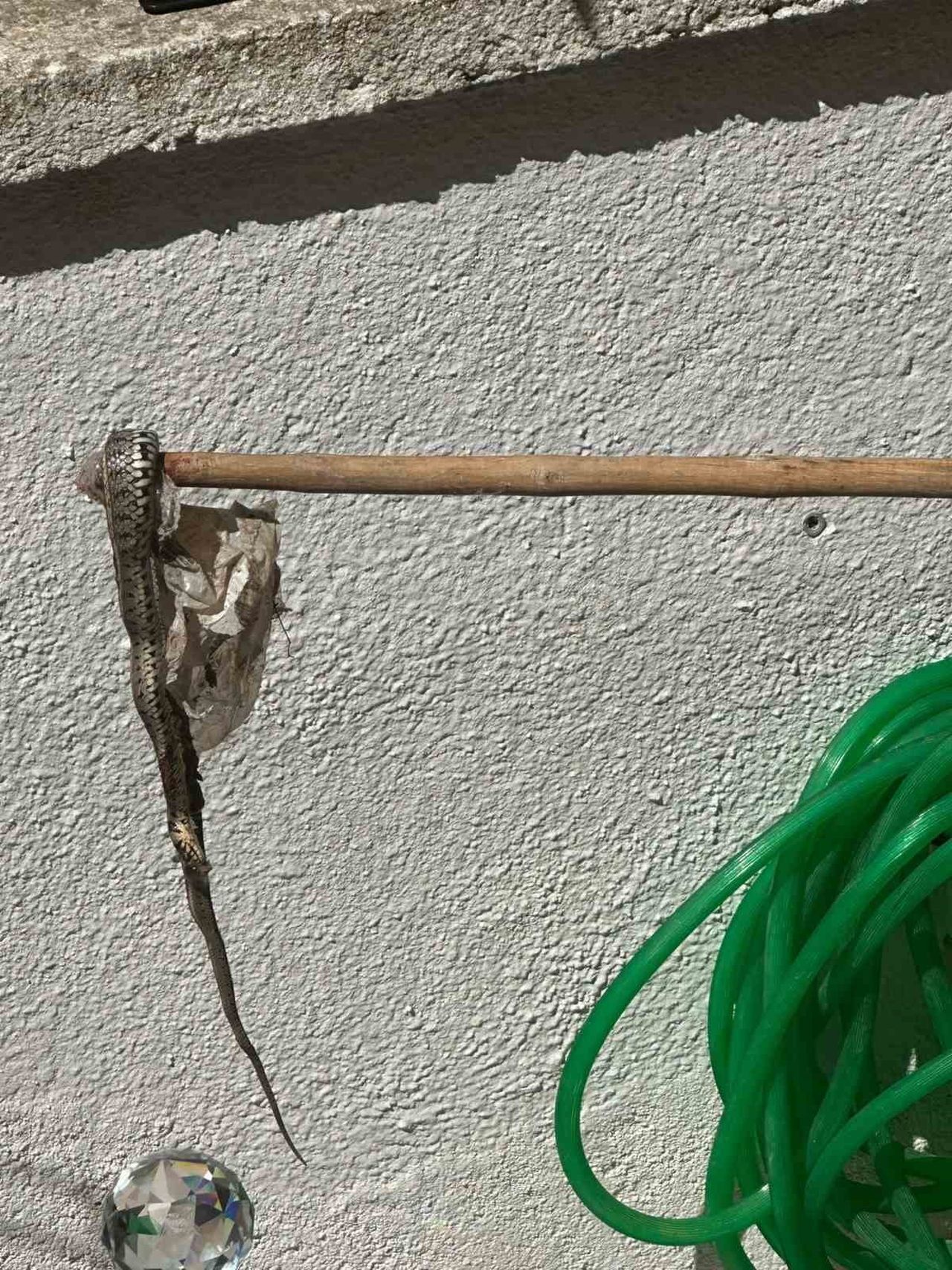 EDİRNE'NİN ENEZ İLÇESİNDE BİR YAZLIK SİTEDE SON GÜNLERDE PEŞ PEŞE GÖRÜLEN YILANLAR, SİTE...