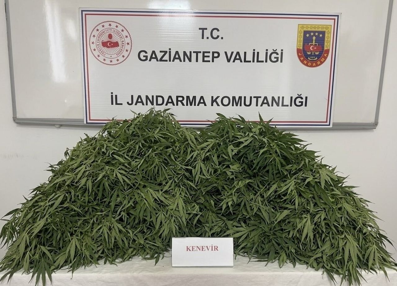 GAZİANTEP'TE JANDARMA EKİPLERİNCE YAPILAN OPERASYONDA 116 KÖK KENEVİR VE 550 GRAM ESRAR ELE...
