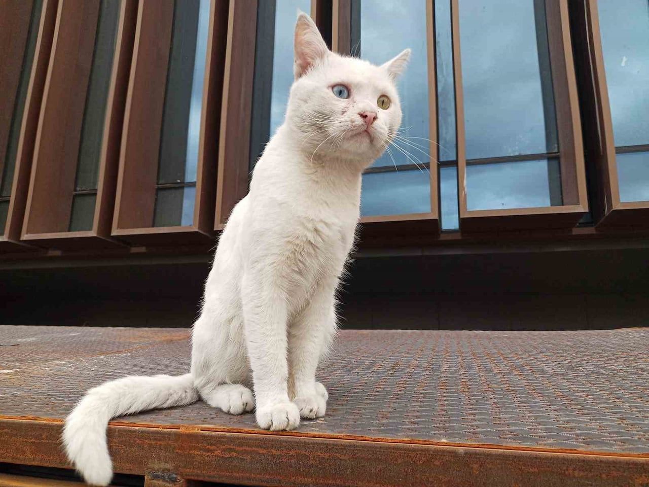 ATAKUM İLÇESİNDE SOKAKLARDA YAŞAMINI SÜRDÜREN BEYAZ BİR KEDİ, BENZERSİZ GÜZELLİĞİ VE...