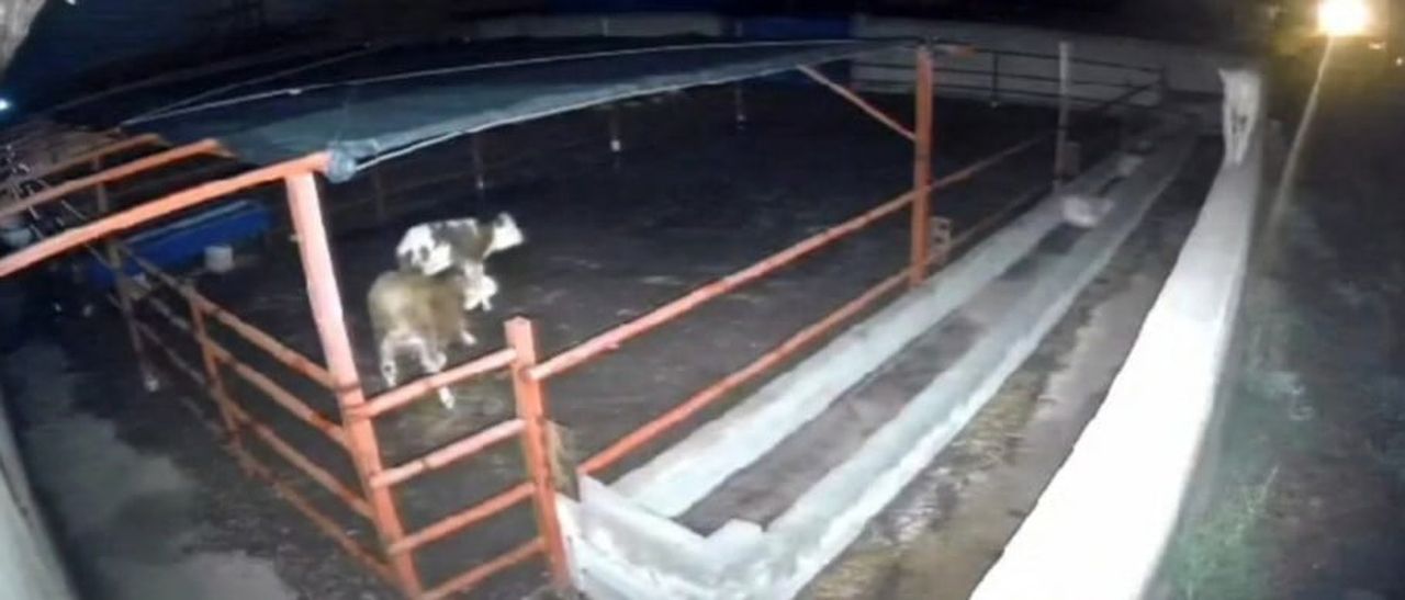 KIRŞEHİR’İN BOZTEPE İLÇESİNE BAĞLI ÇİĞDELİ KÖYÜNDE BULUNAN BİR MANDIRAYA GİREN KURTLARIN...