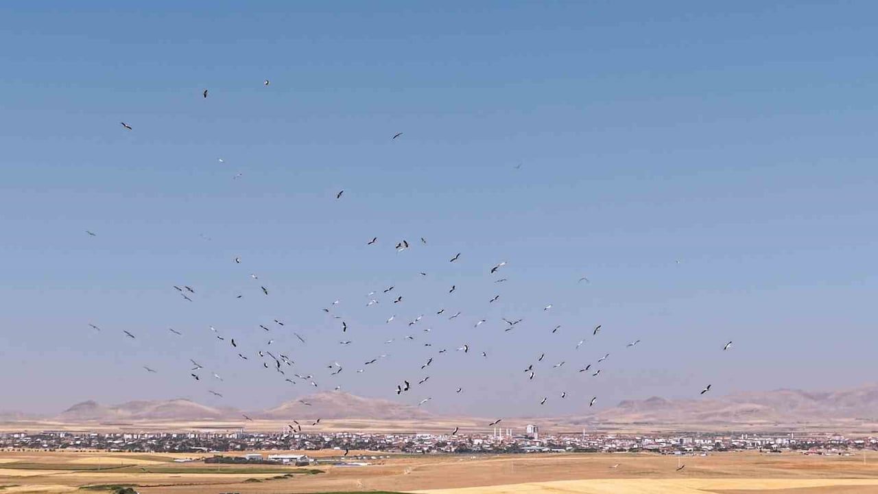 KONYA’NIN KULU İLÇESİNDE BULUNAN DÜDEN GÖLÜ’NDE KONAKLAYAN LEYLEKLERİN GÖKYÜZÜNDEKİ HAREKETLİLİĞİ...