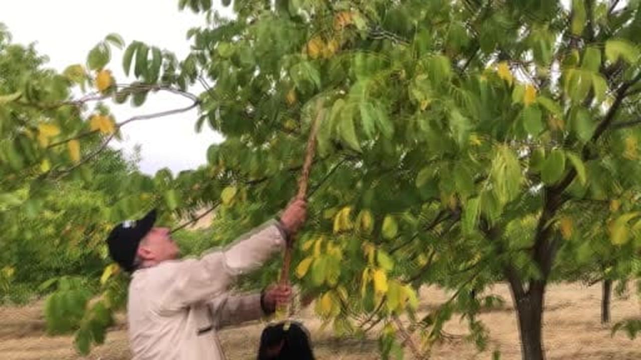 Bingöl'de ceviz hasadı başladı: 150 dönümden 6 ton ürün