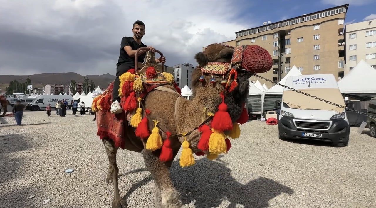 HATAY’DAN YÜKSEKOVA İLÇESİNE GETİRİLEN DEVELER VE MİDİLLİ ATLARI, VATANDAŞLARDAN YOĞUN İLGİ...